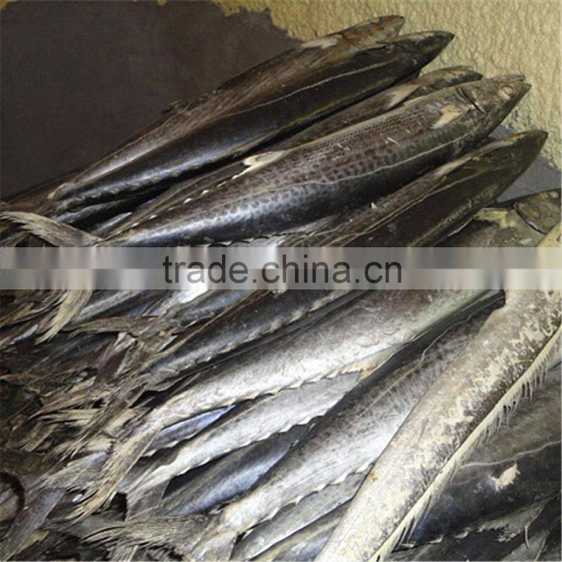 Land frozen Japanese Spanish mackerel for sale