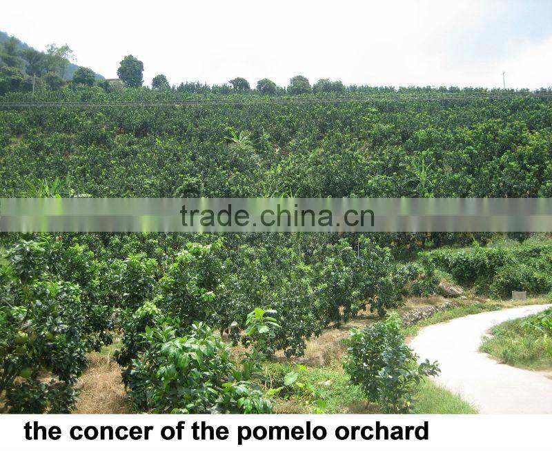 Fresh Guanxi honey pomelo top grade pomelo
