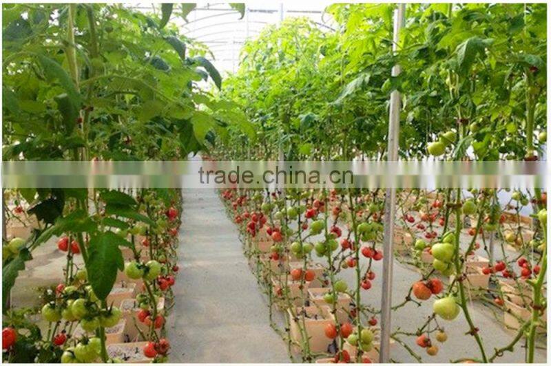 dutch bucket cultivation system