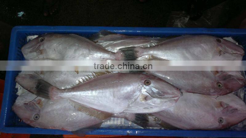 Frozen Leather Jacket Fish Whole Round