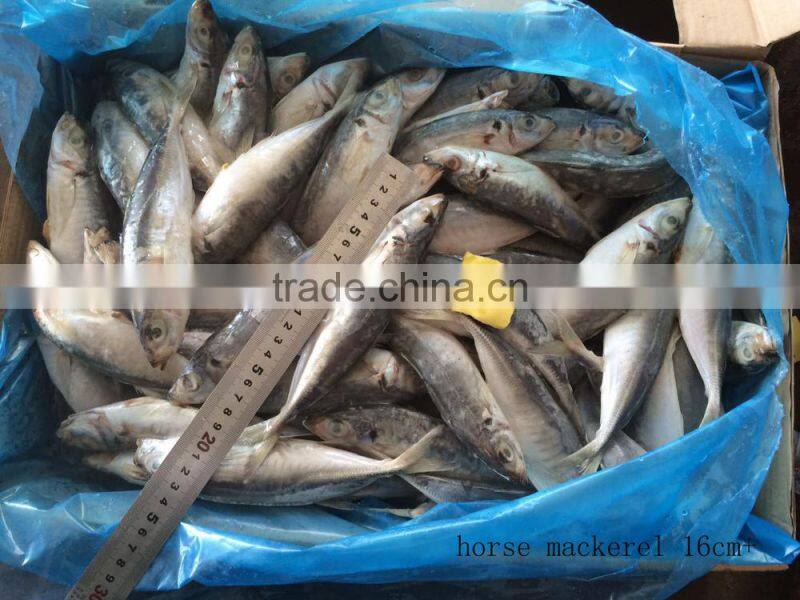 New laning whole round seafrozen Horse Mackerel for canning with good quality and competitive price
