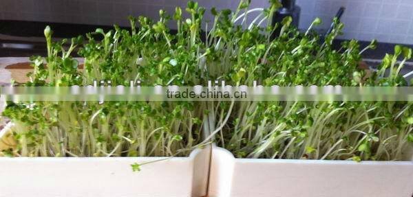 Automatic Sprout Growing Machine--Green Home Appliance--No Chemical