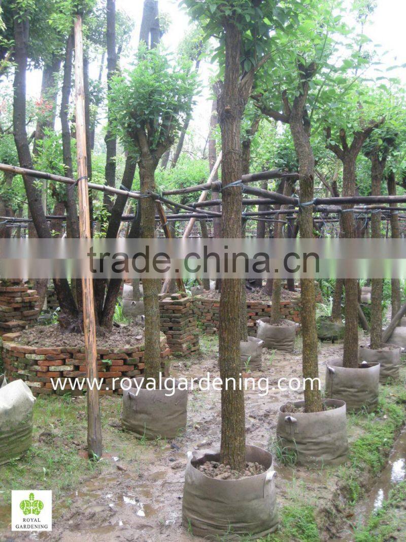 Erythrina crista-galli Tropical trees