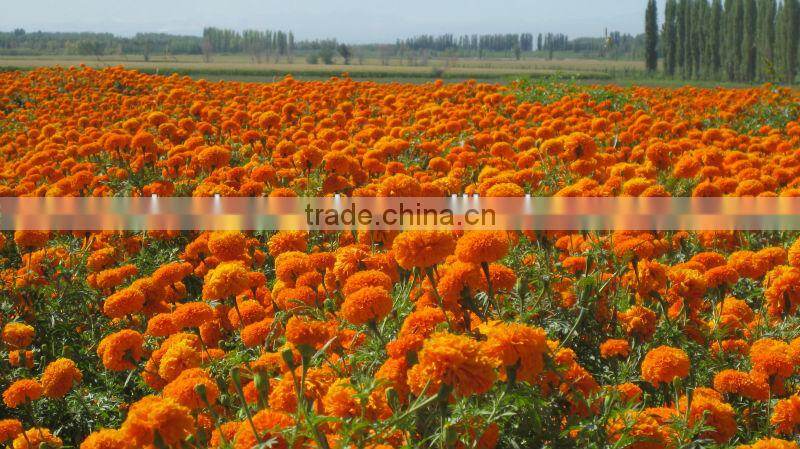 Marigold Extract Lutein Oleoresin