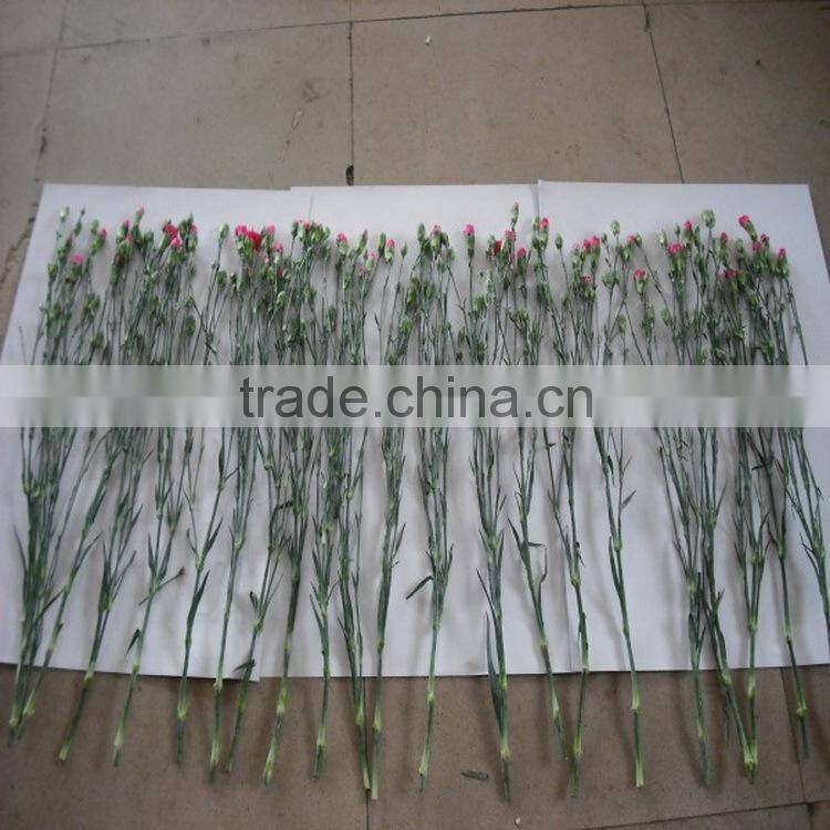 Elegant in smell factory direct high quality flower carnation
