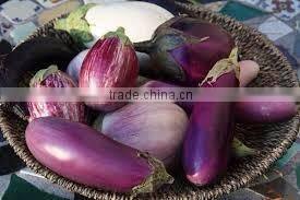 Original Fresh Eggplant made in Viet Nam- best price