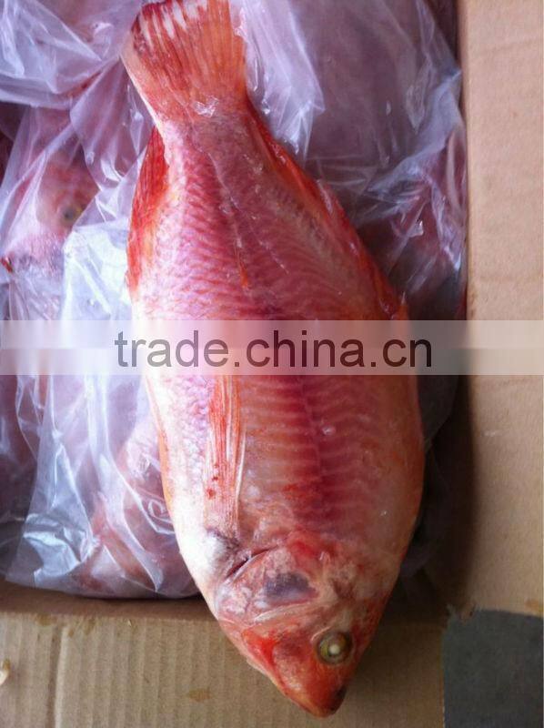 Red Tilapia