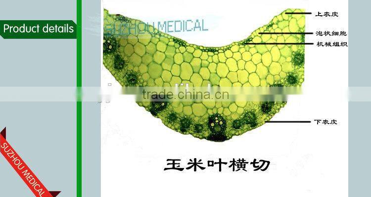 Zea stem TS Corn stem prepared slides