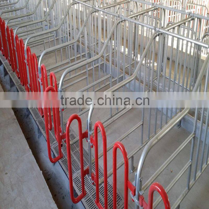 galvanized pipe for animal husbandry equipment sow cage for pig farm/c/gi steel pipe