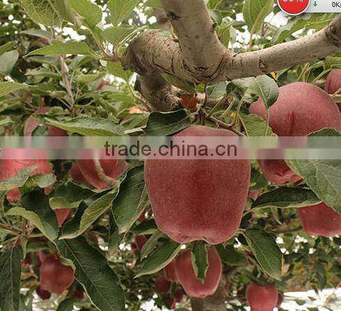 New crop Huaniu apple/red delicious apple for supplier