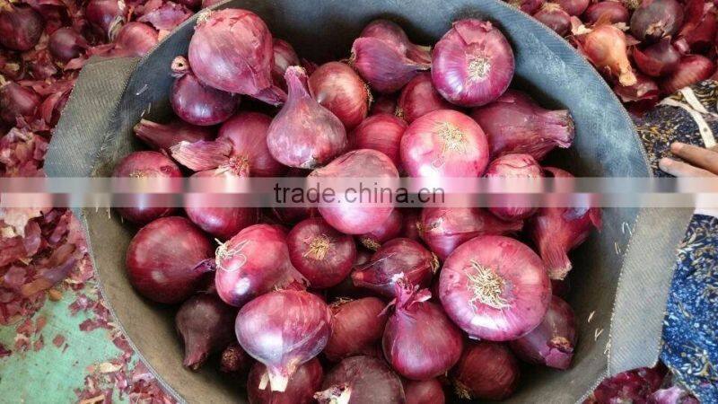 FRESH red onion