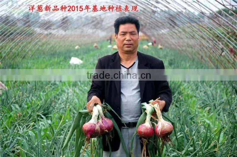 Hybrid onion seeds for growing-red preciousness