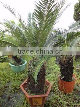 outdoor indoor decorative ornamental bonsai plants of Cycas revoluta