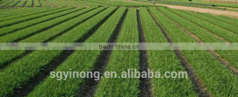 high yield and disease resistant red root chinese chives seeds