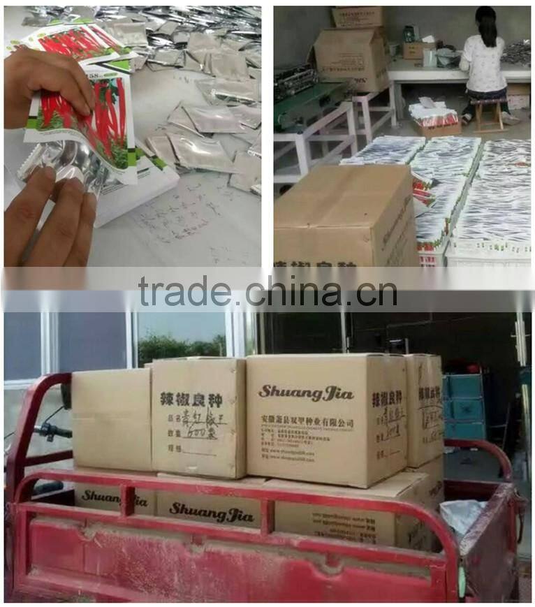 High Quality Red Sweet Pepper Seeds