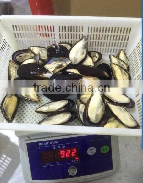 Frozen precooked half shell blue mussel