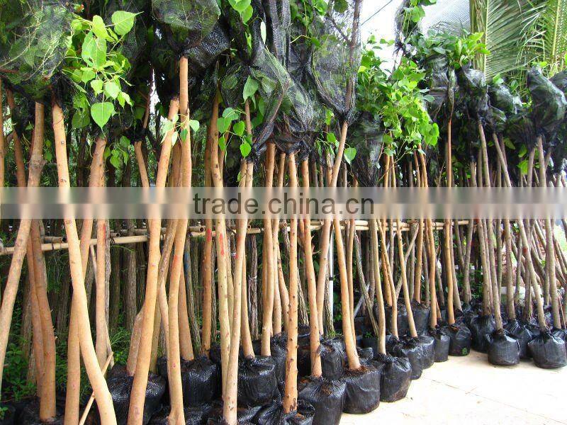 Ficus Religiosa landscaping project trees