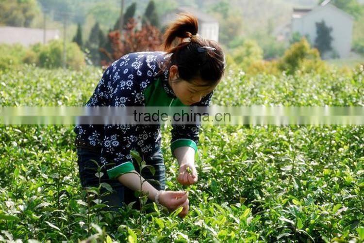 Long Leaf Factory Chinese Organic Green Tea Wholesale