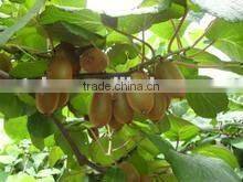 Fresh Kiwi Fruit