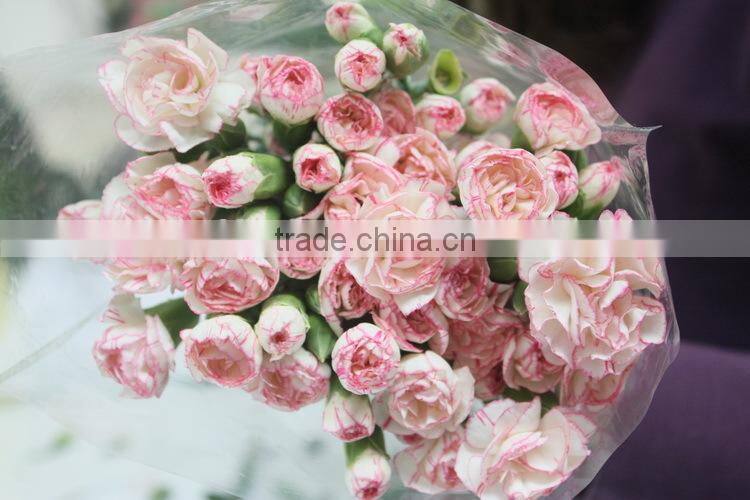 Good smell crazy selling 2015 hottest fresh carnation flower