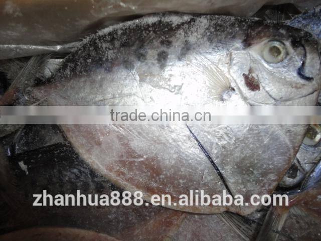import export seafood fish frozen moonfish whole round
