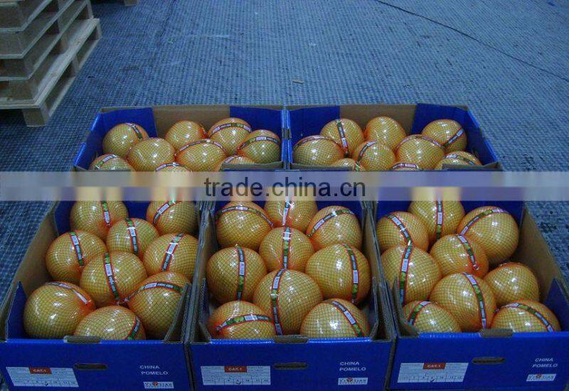 Citrus Fruits New Crop Wholesale Prices of Pomelo