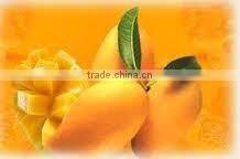 2015 Fresh Totapuri Mango Concentrate