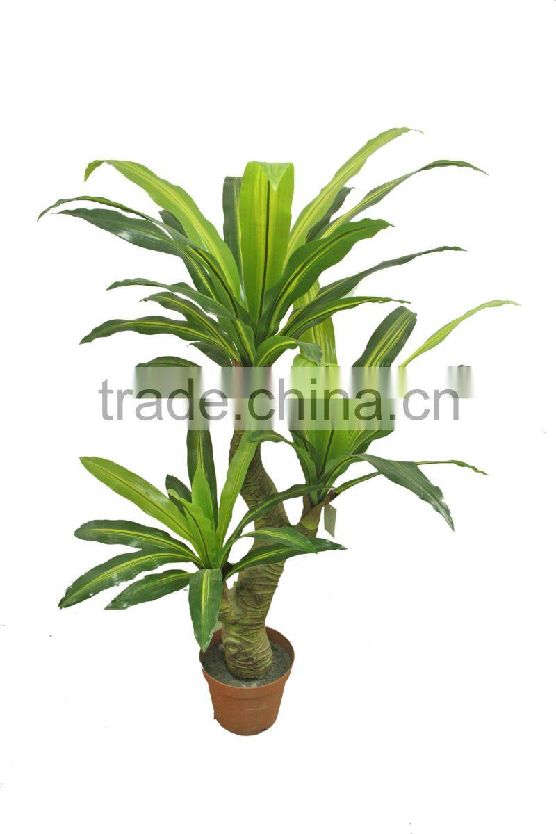 Ornamental Dracaena bonsai plant
