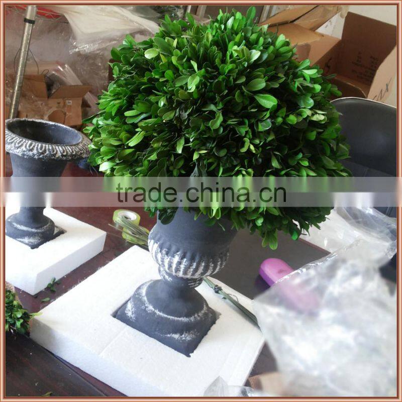 Natural preserved boxwood cone topiary producer