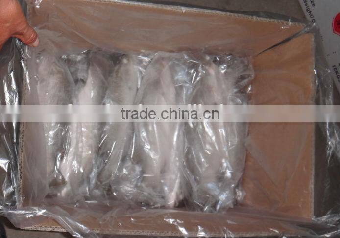 Asian Sea Bass Lates Calcarifer Barramundi