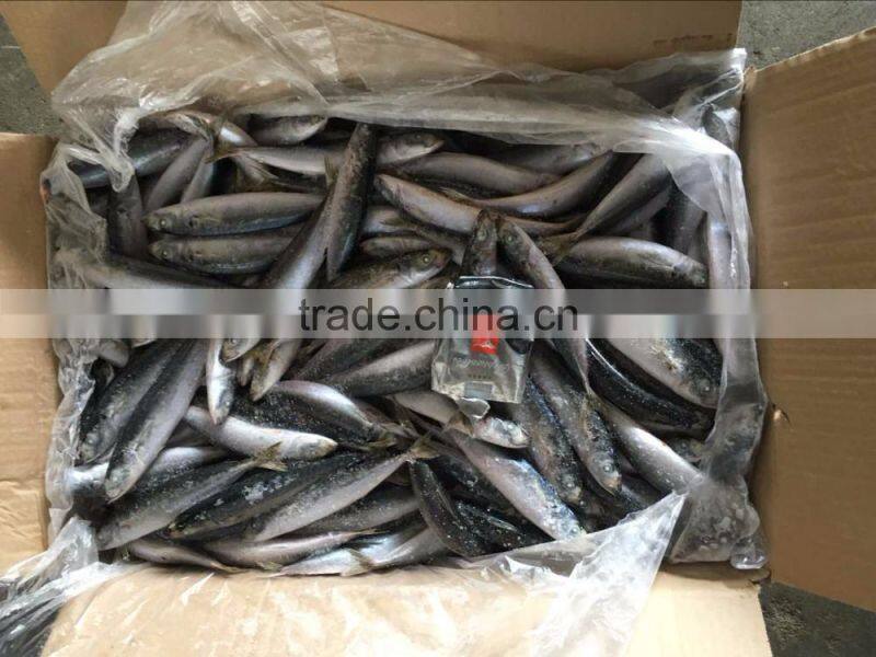 WR Frozen Pacific Mackerel Fish