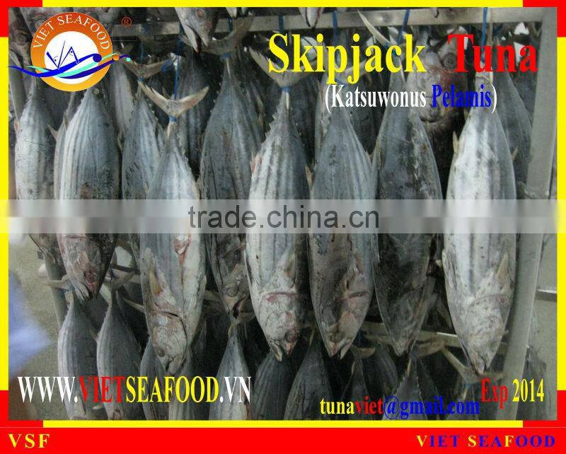 WHOLE ROUND FROZEN SKIPJACK TUNA