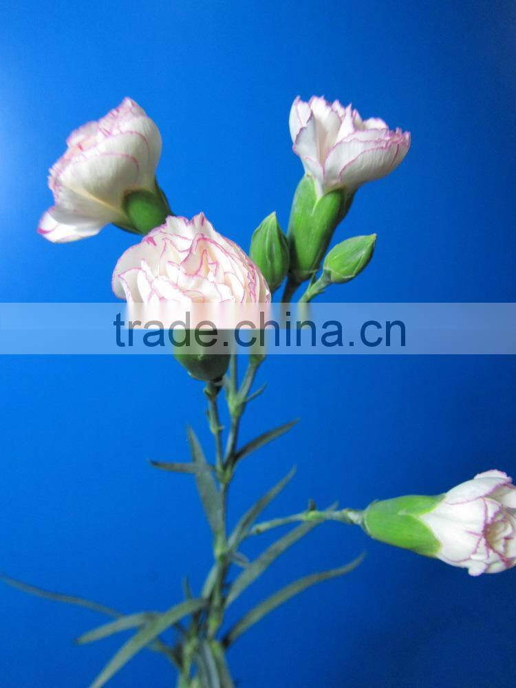 Most popular promotional flowers bouquet carnation