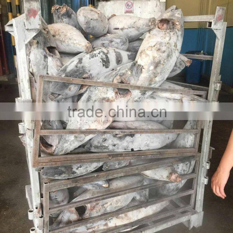 10kg frozen yellowfin tuna fish seafood caught by traw, gill off, tail off, gutted