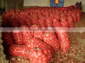 onion importers