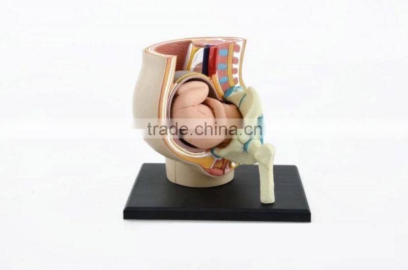 V-HM02 4D MASTER The parent organization of human uterus with the fetus assembled model