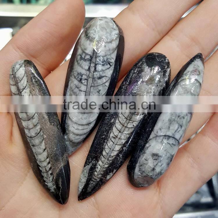 Polished Trilobite Fossils Loose Gemstones
