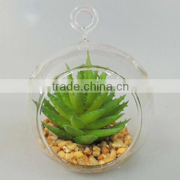 round glass cup succulent for decoration