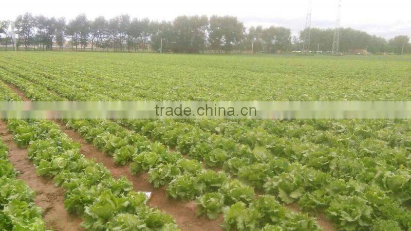 zhangbei Lettuce