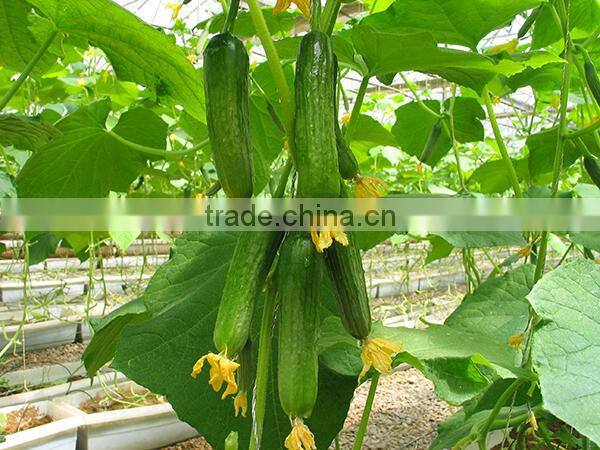 NCU10 Huanggua hybrid seed cucumber Parthenocarpy grow type hybrid cucumber seeds