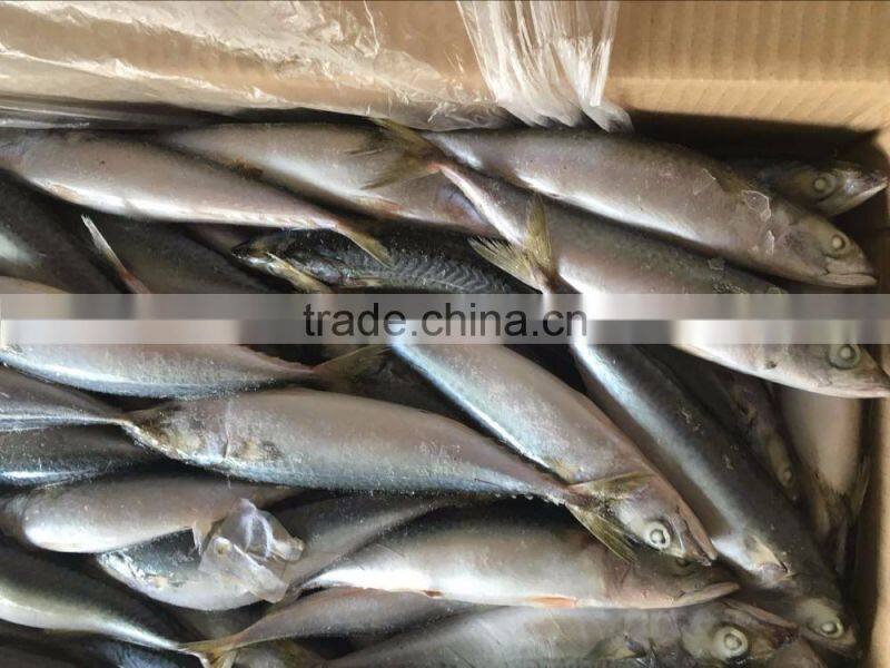 Frozen Pacific Mackerel In Fish