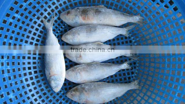 FROZEN SARDINE FISH/ SHAD FISH/ SIZE 4/6
