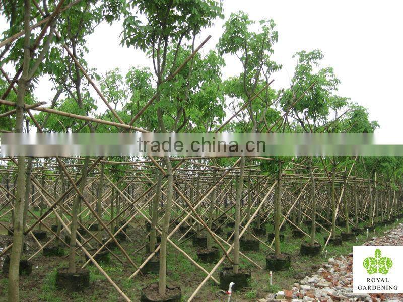 Cassia fistula outdoor tropical trees