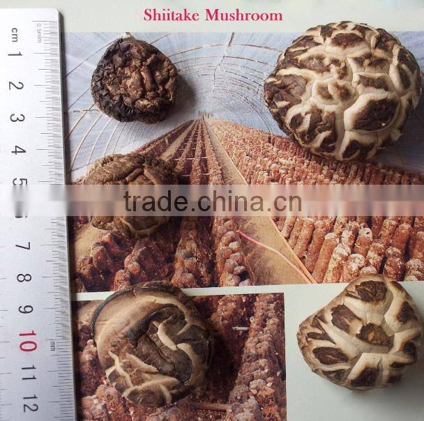 Hot Sales dried shiitake mushroom with FDA certification from China