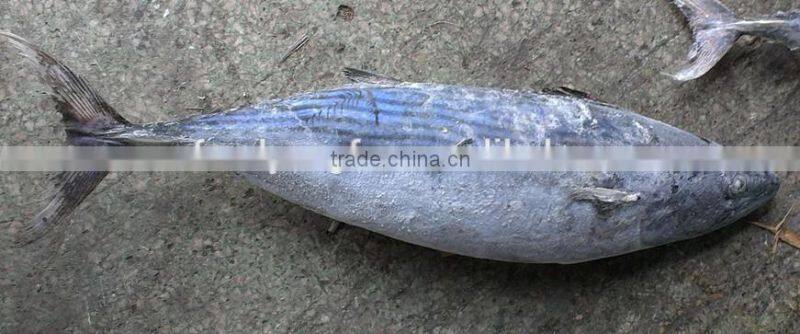 Big Size Whole Round Frozen Bonito Belted Bonito For Canning