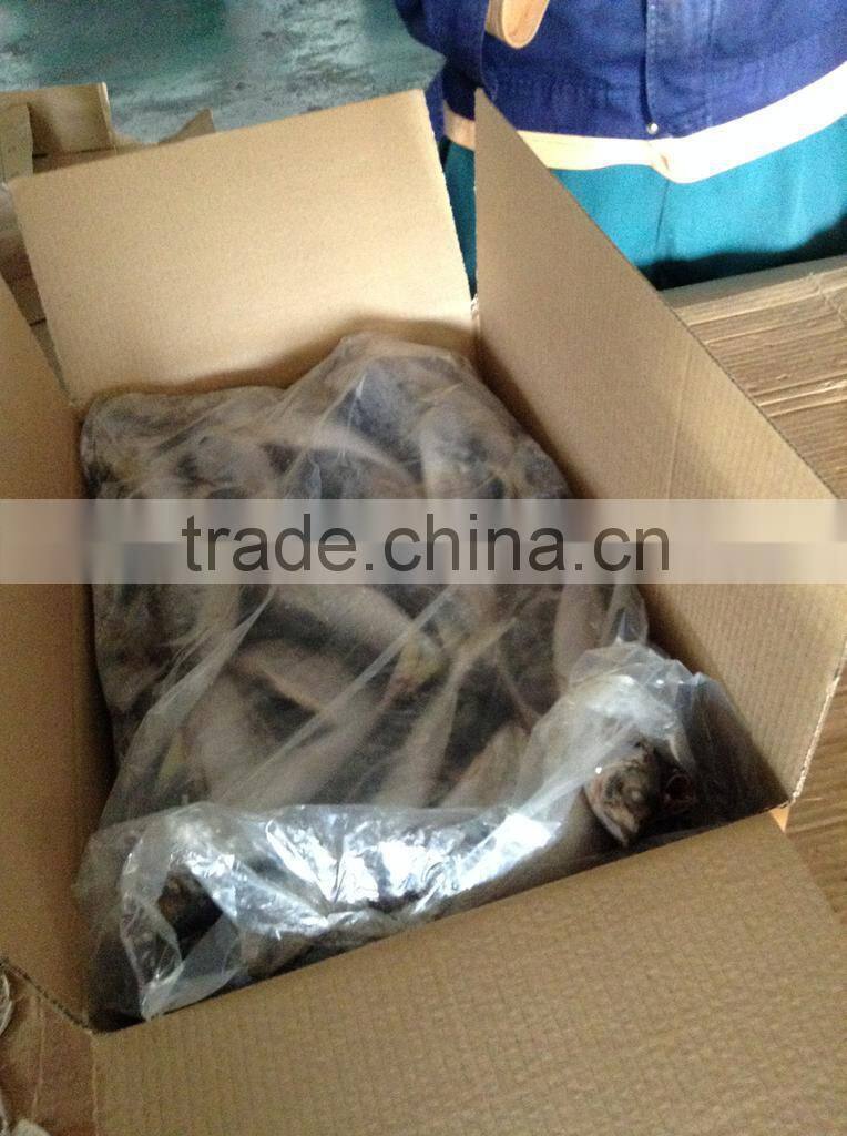 New arrival horse mackerel