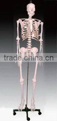 170CM Skeleton model