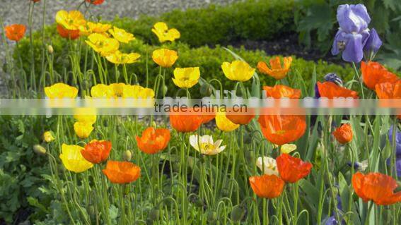 Corn poppy,Papaver, flower seeds , herb seed,vegetalbe seed,fruit seed,grass seed