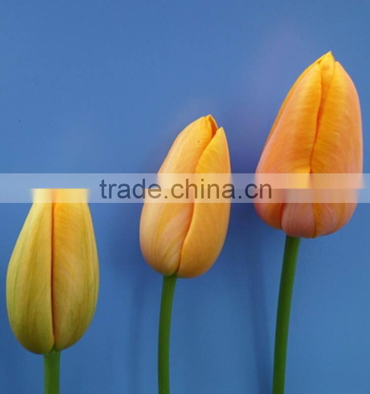 Holland fresh yellow tulip cut flower from kunming yunnan