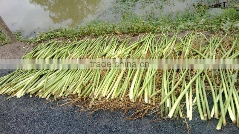 Water hyacinth Fiber _ Qiu qiu : 2598494113